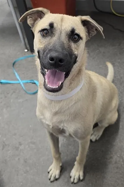 A young large-sized female German Shepherd Dog dog named Yui for adoption in Mesa, AZ