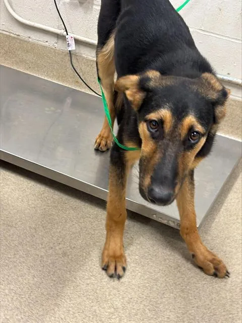 A young large-sized male German Shepherd Dog dog named Doofus for adoption in Grand Prairie, TX