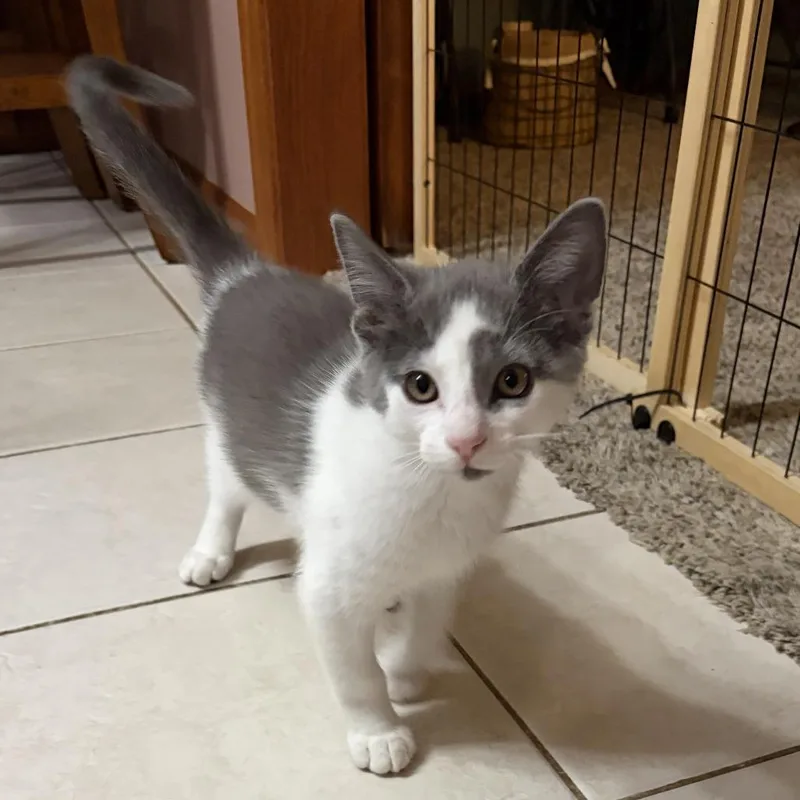 A baby small-sized male Gray / Blue / Silver Domestic Medium Hair cat named Wishbone C for adoption in Princeton, MN