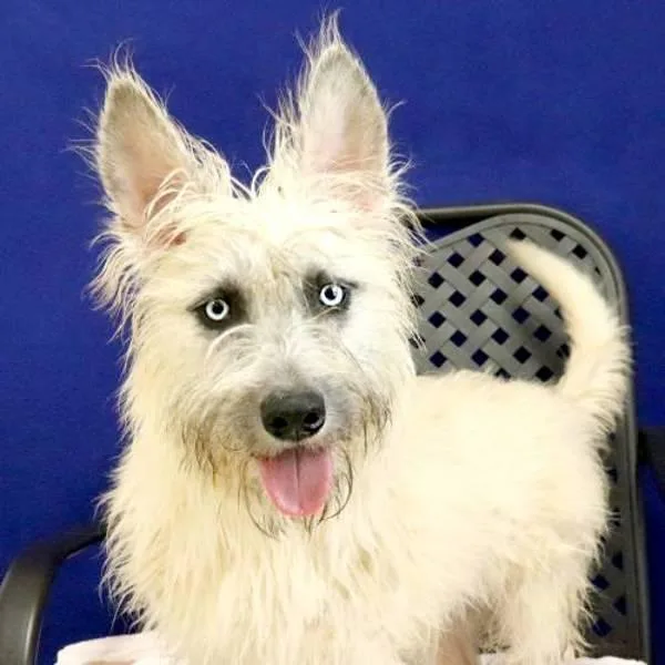 An adult small-sized female Cairn Terrier dog named Melissa for adoption in Midland, TX