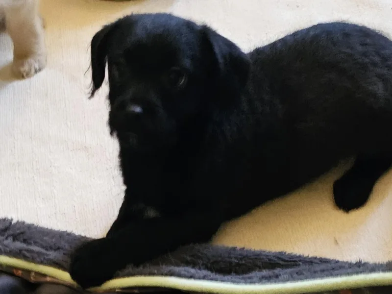 A baby small-sized female Yorkie Poo dog named Boysgirl Yorkiepoo Mixes for adoption in Clovis, NM