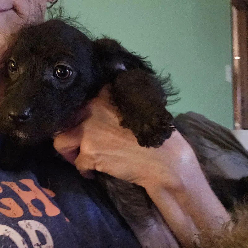 Boysgirl Yorkiepoo Mixes thumbnail 2