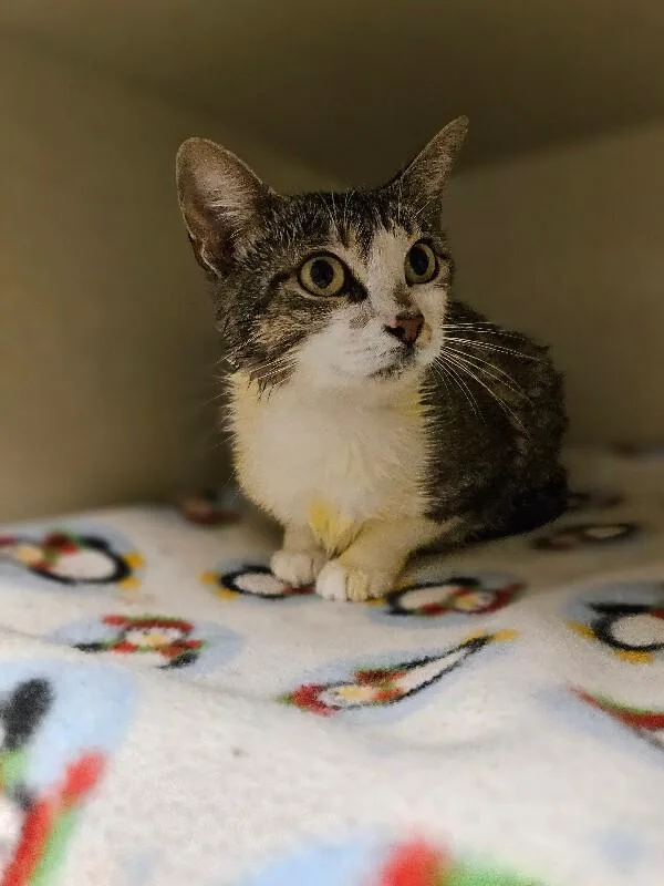 An adult medium-sized female Brown / Chocolate Domestic Short Hair cat named Zarina for adoption in Fort Collins, CO