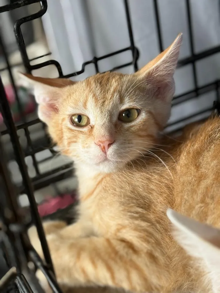 A baby medium-sized male Domestic Short Hair cat named Monty for adoption in Hartford City, IN