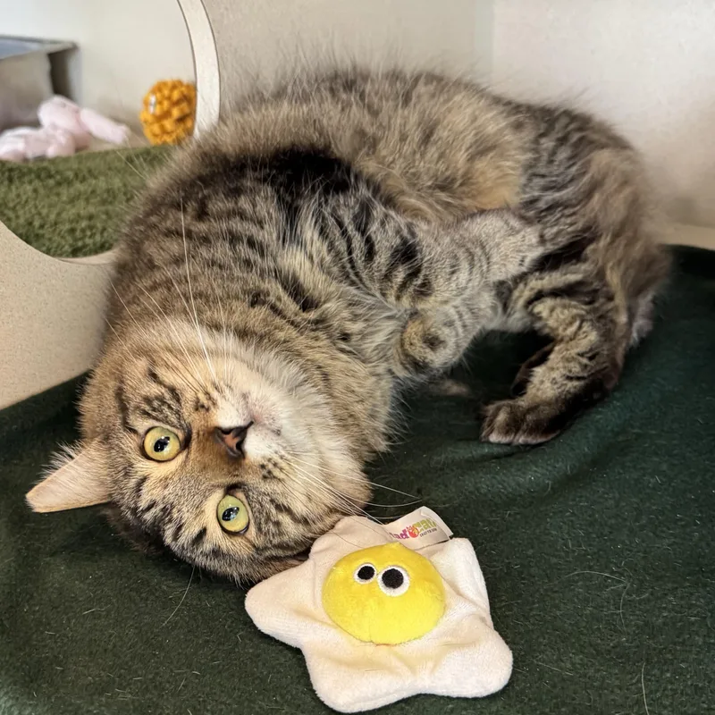 Dr. Eggbert Salad thumbnail 2