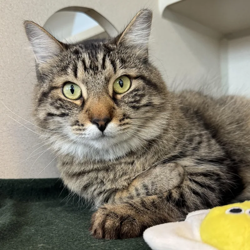 A young medium-sized female Tabby (Buff / Tan / Fawn) Domestic Short Hair cat named Dr. Eggbert Salad for adoption in Eatontown, NJ
