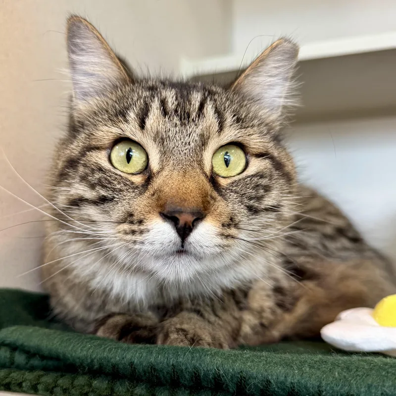 Dr. Eggbert Salad thumbnail 4