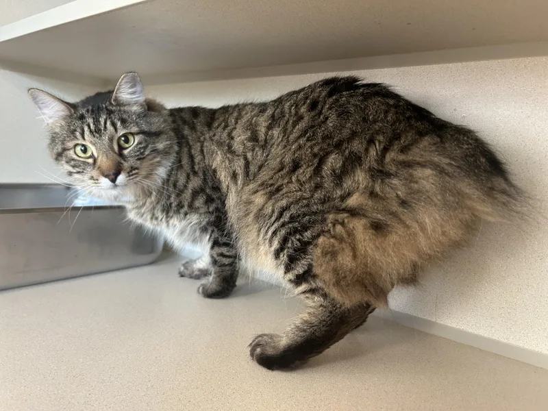 Dr. Eggbert Salad thumbnail 5