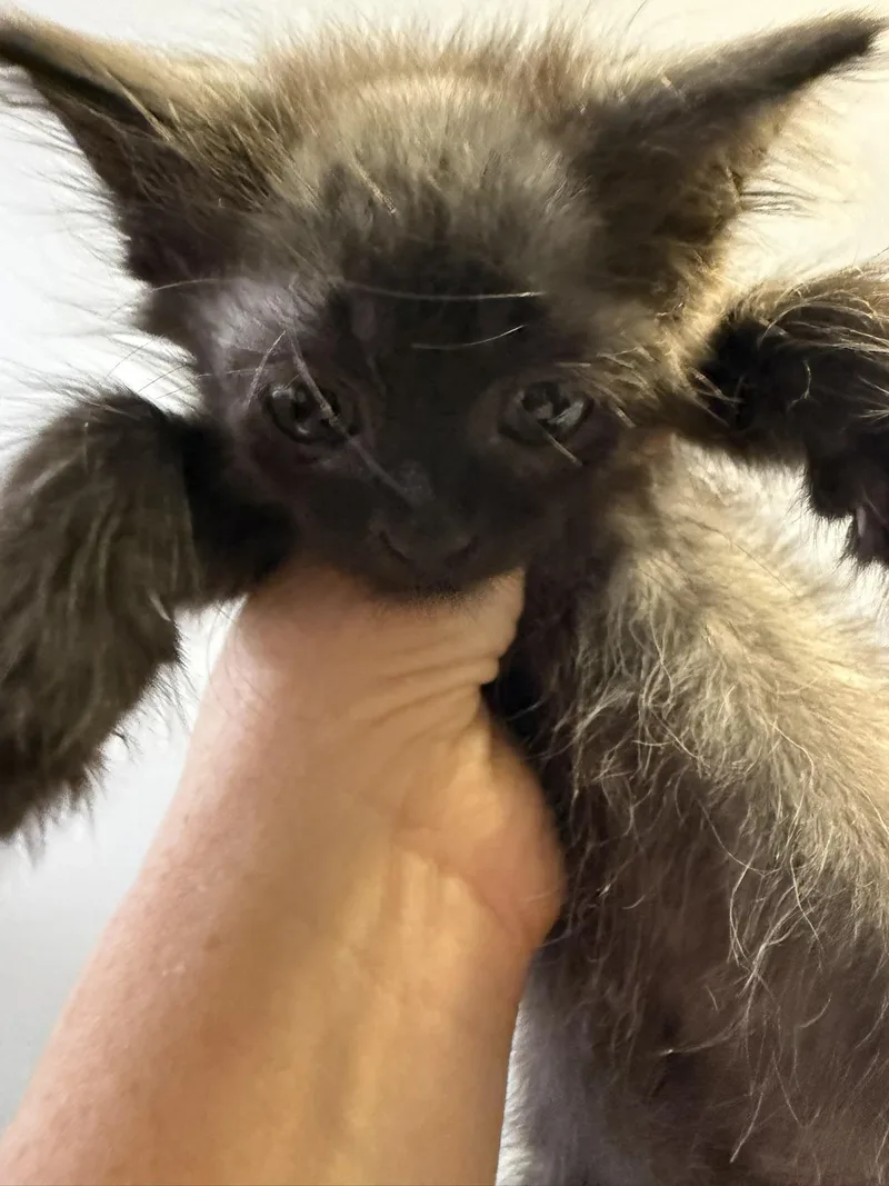 A baby small-sized female Domestic Medium Hair cat named Lyra for adoption in Davidson, NC