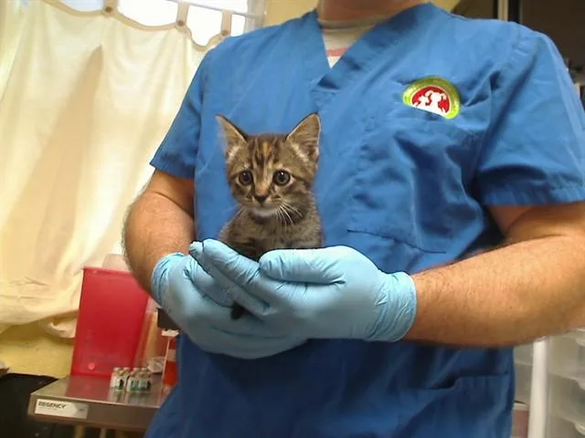 A baby medium-sized female Domestic Short Hair cat named Quebeck for adoption in Cookeville, TN