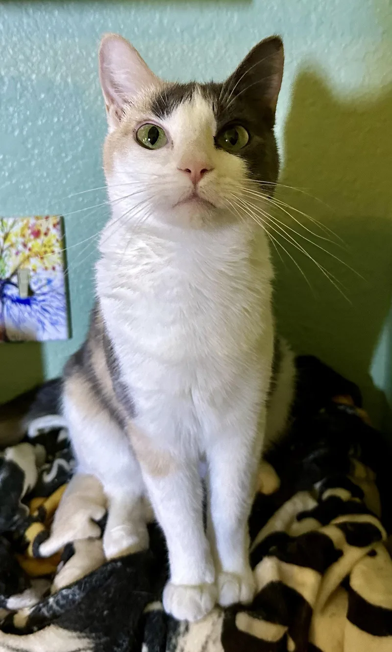 An adult medium-sized female Calico cat named Freya for adoption in Phoenix, AZ