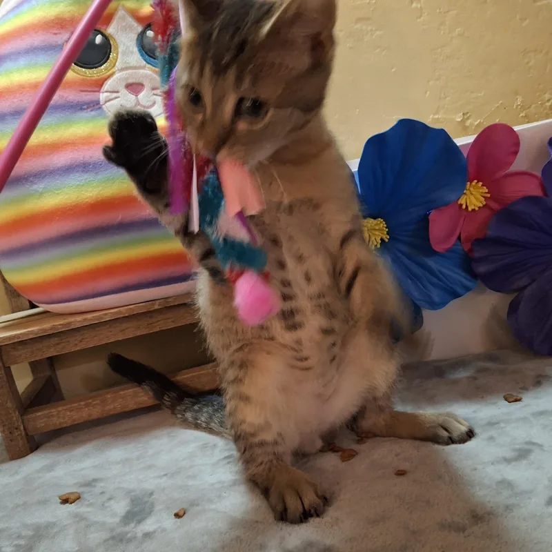 A baby small-sized female Tabby (Gray / Blue / Silver) American Shorthair cat named Sally for adoption in Kansas City, MO