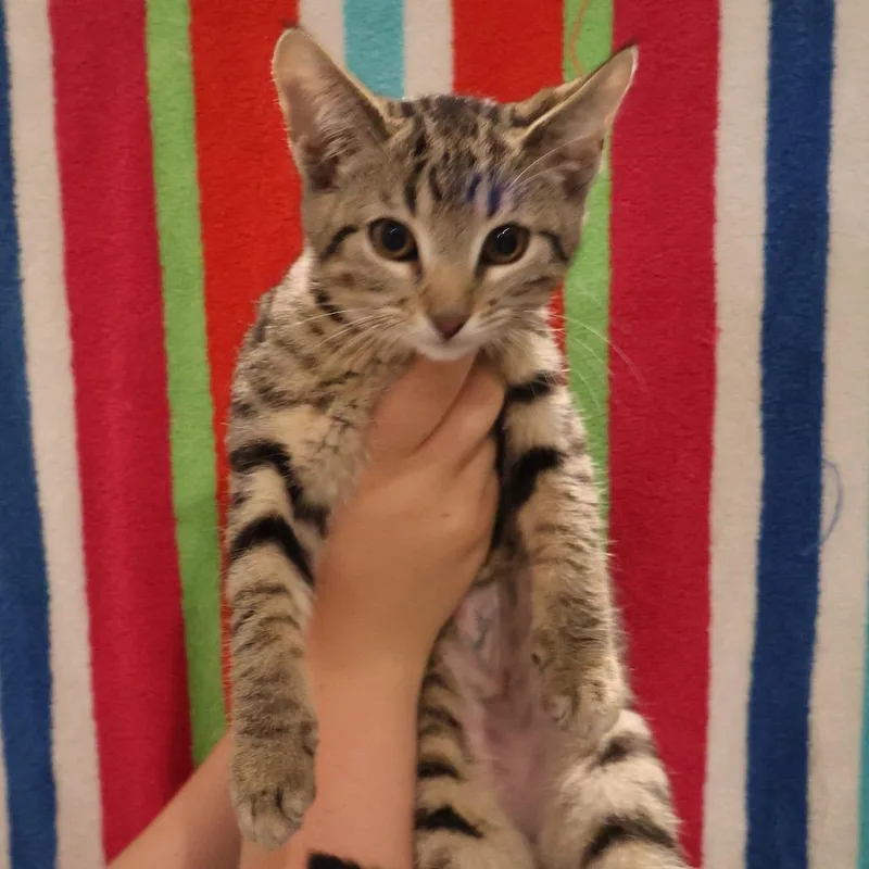 A baby small-sized female Gray / Blue / Silver Domestic Short Hair cat named Gabriella for adoption in Saint Charles, MO