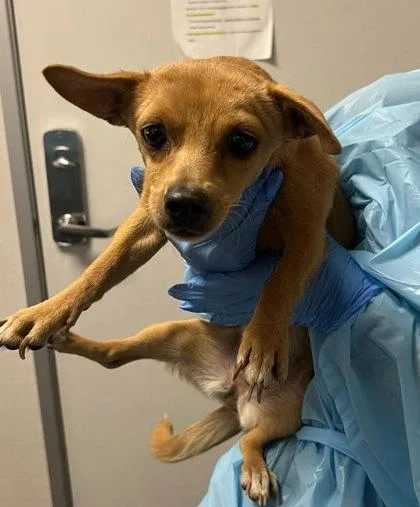 A baby small-sized female Chihuahua dog named Clovis for adoption in Fresno, CA
