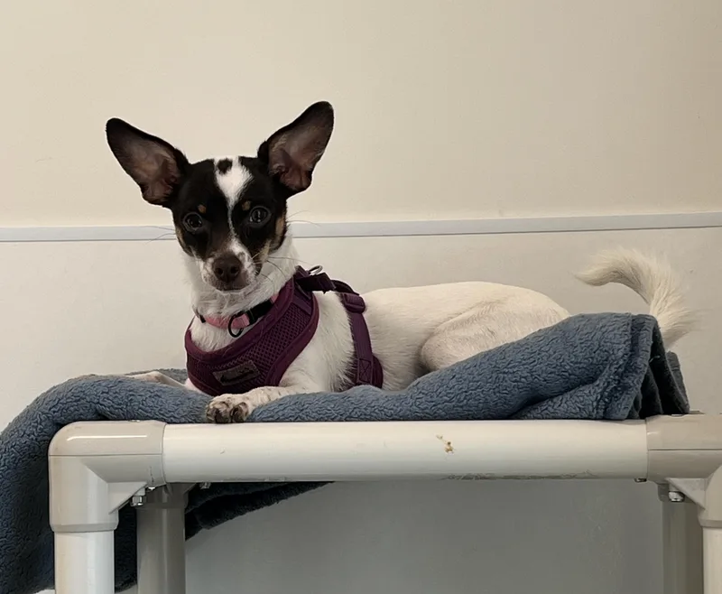 A young small-sized female Tricolor (Brown, Black, & White) Chihuahua dog named Fancy for adoption in Waldport, OR