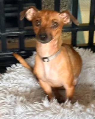 An adult small-sized female Brown / Chocolate Chihuahua dog named Petunia for adoption in Santa Paula, CA