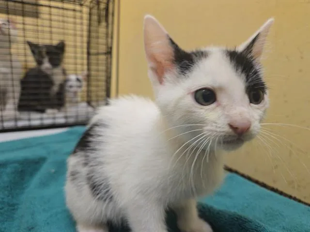 A baby small-sized female Domestic Short Hair cat named Eclair for adoption in Tustin, CA