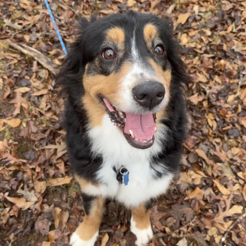An adult large-sized female Black Australian Shepherd dog named Luna for adoption in Peachtree City, GA