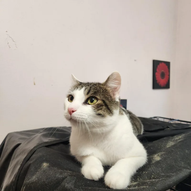 A young large-sized male Domestic Short Hair cat named Pluto for adoption in Sudbury, MA