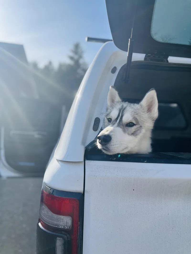 Bandit
