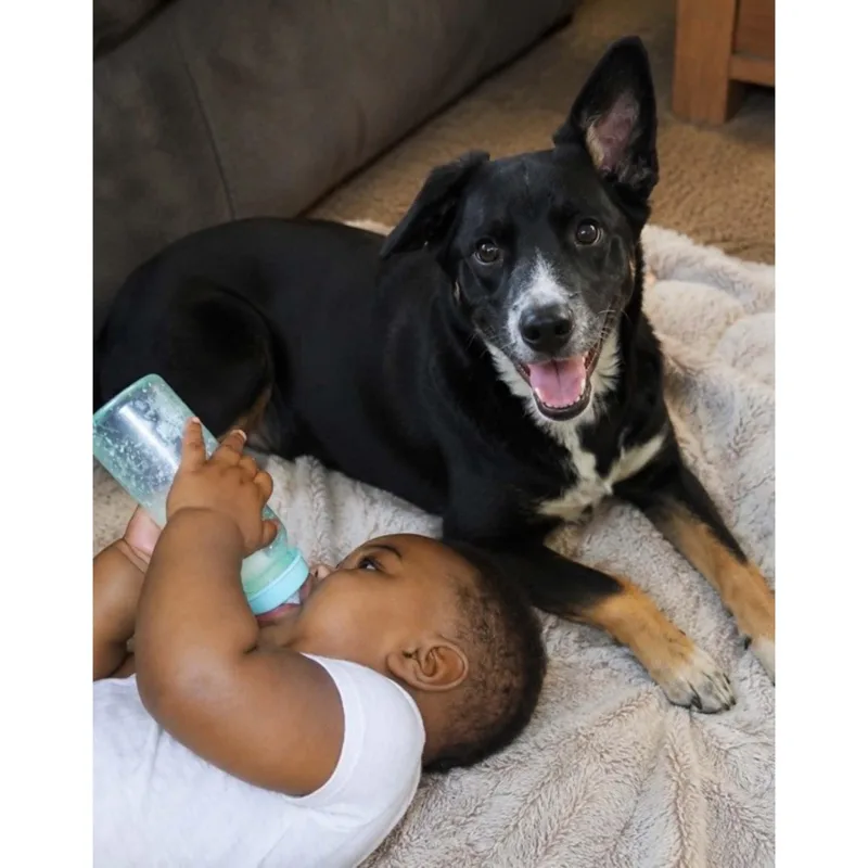 A young medium-sized female Bernese Mountain Dog dog named Willow for adoption in Boulder, CO