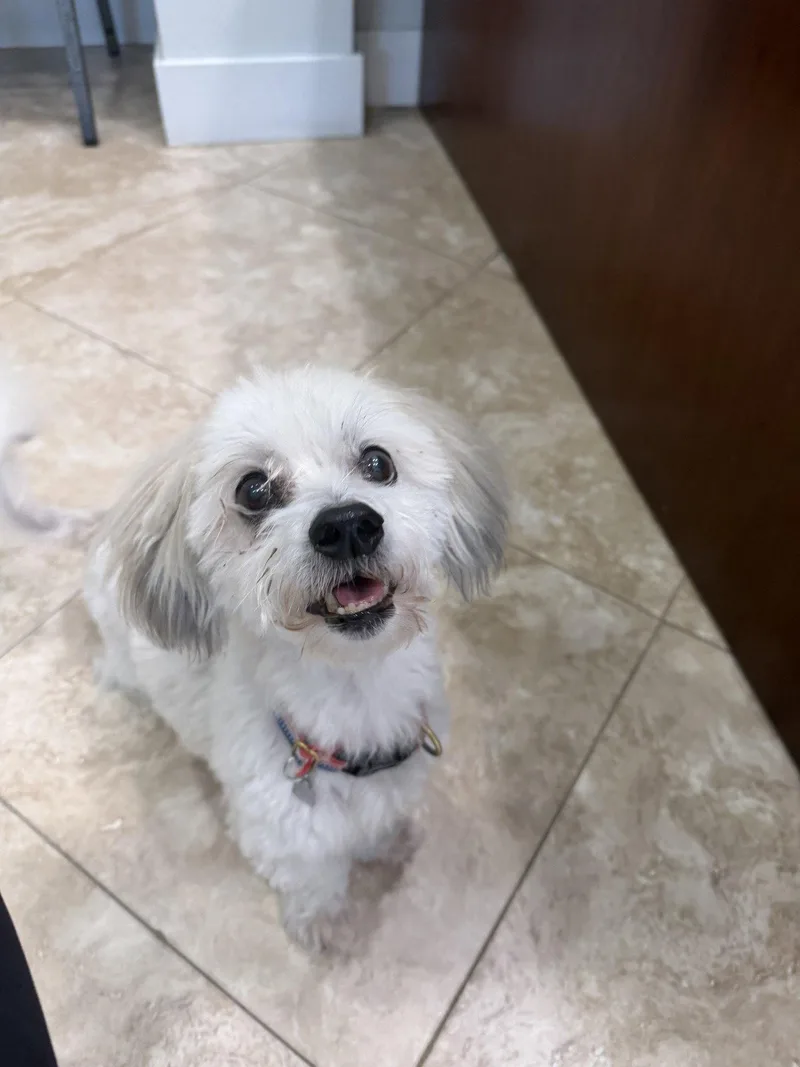 A senior medium-sized male Coton de Tulear dog named Ziggy for adoption in Hilton Head Island, SC