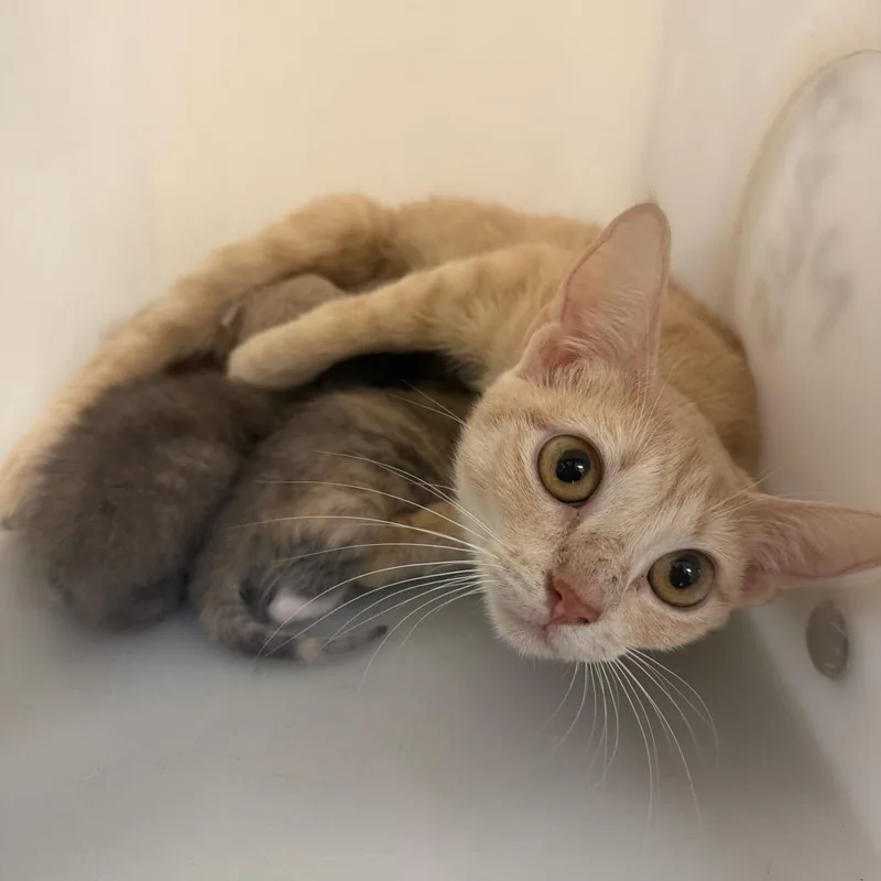 An adult medium-sized female Buff / Tan / Fawn Domestic Short Hair cat named StrayAntlerDrive for adoption in Columbus, GA