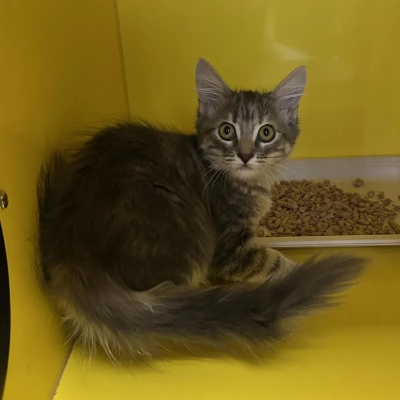 A baby small-sized female Gray / Blue / Silver Domestic Long Hair cat named Genevieve for adoption in Abilene, TX