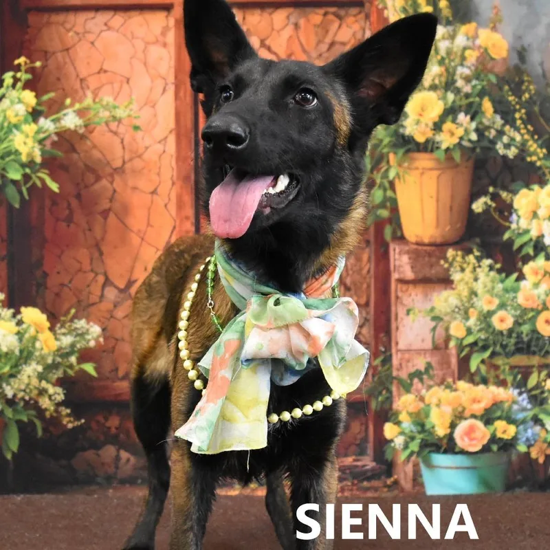 A young medium-sized female Brown / Chocolate Belgian Shepherd / Malinois dog named Sienna for adoption in Yuma, AZ