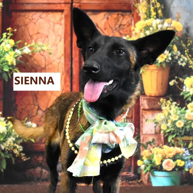 Sienna thumbnail 2