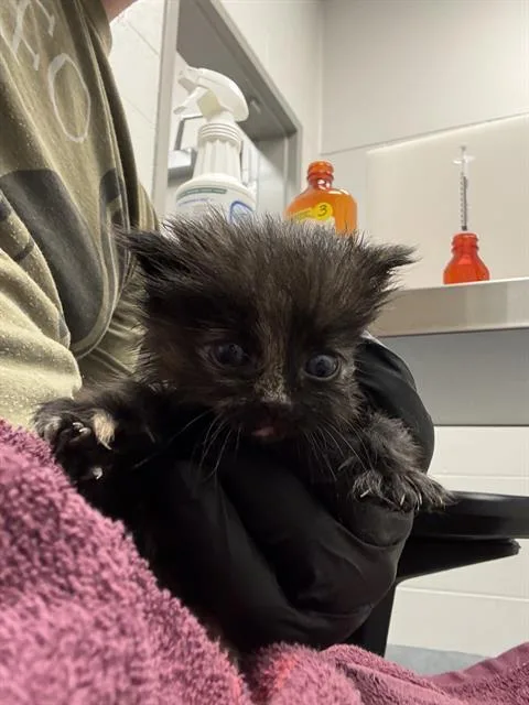 A baby small-sized female Domestic Short Hair cat named Peyton for adoption in Indianapolis, IN