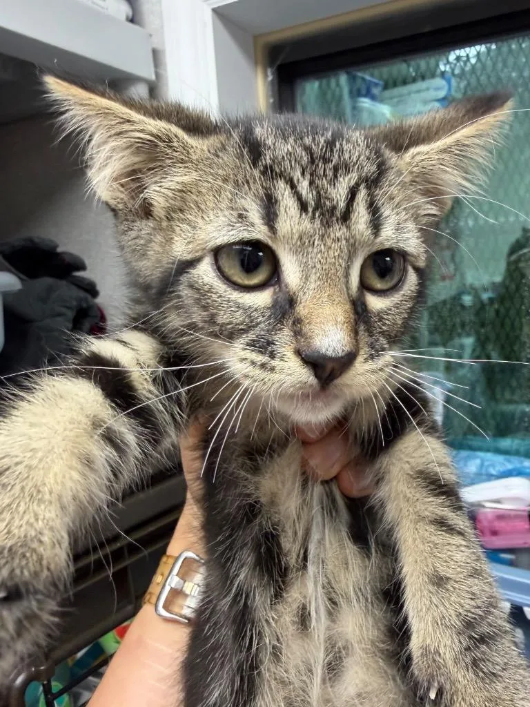 A baby medium-sized male Domestic Short Hair cat named Miguel for adoption in Pomona, NY