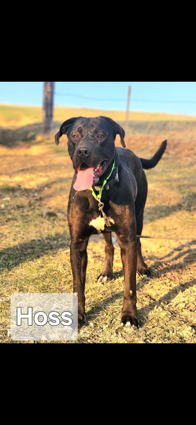 A young large-sized male Black Mastiff dog named Hoss for adoption in Walthill, NE