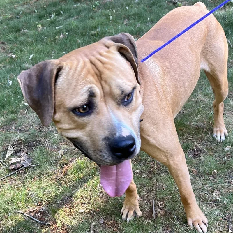 An adult large-sized male Brown / Chocolate Pit Bull Terrier dog named Lane for adoption in Greensboro, NC