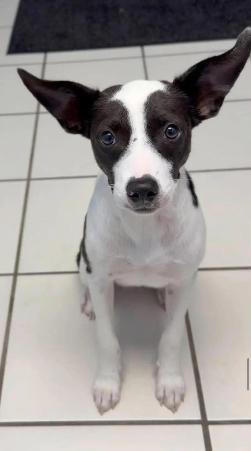 A baby small-sized female Rat Terrier dog named Lainey D for adoption in Frankfort, KY