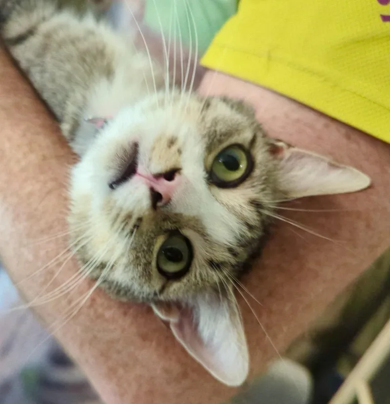 A young medium-sized female Domestic Short Hair cat named Coralee for adoption in Rice Lake, WI