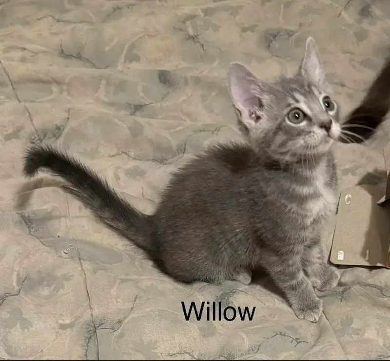 Willow