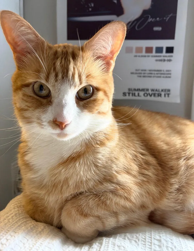 An adult large-sized male Orange & White Tabby cat named Cheesecake for adoption in Fairfax, VA