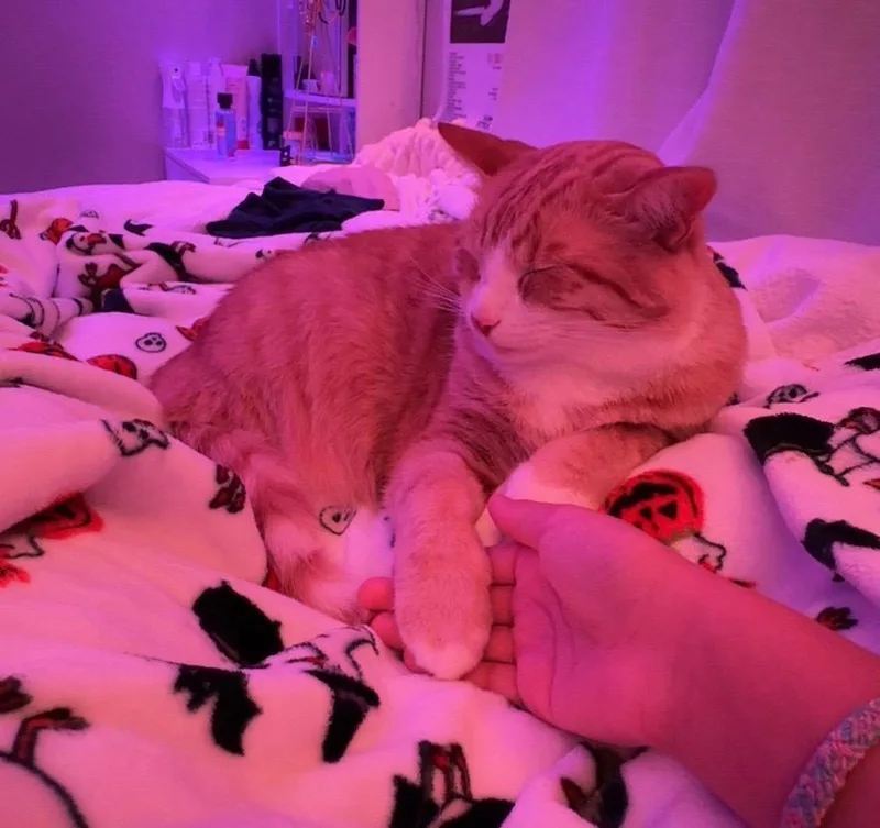 Cheesecake thumbnail 3