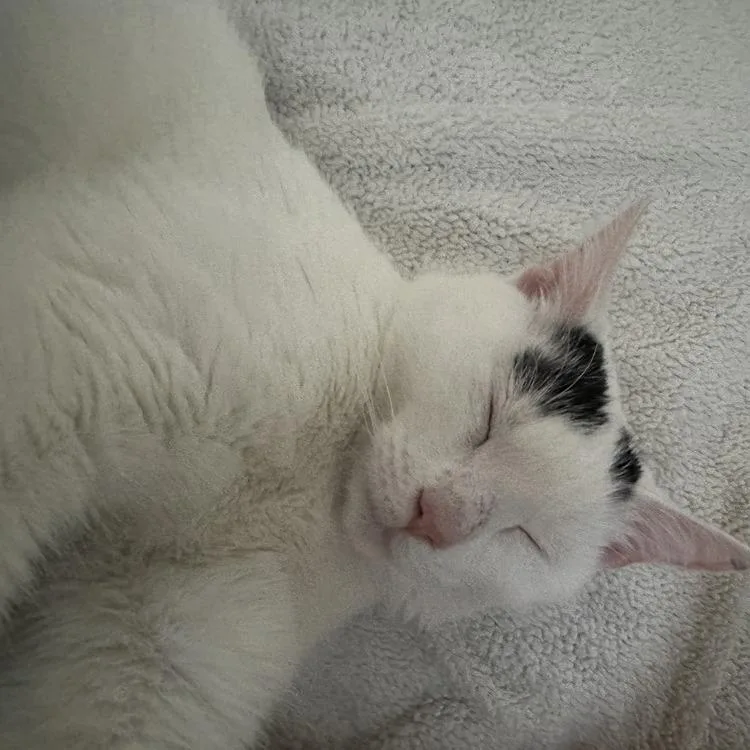 A young small-sized female White Domestic Short Hair cat named Valentina for adoption in Long Island City, NY