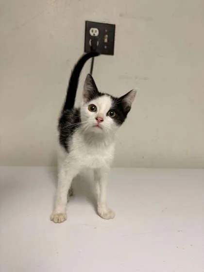A baby small-sized male Black & White / Tuxedo Domestic Short Hair cat named Chess for adoption in Lock Haven, PA