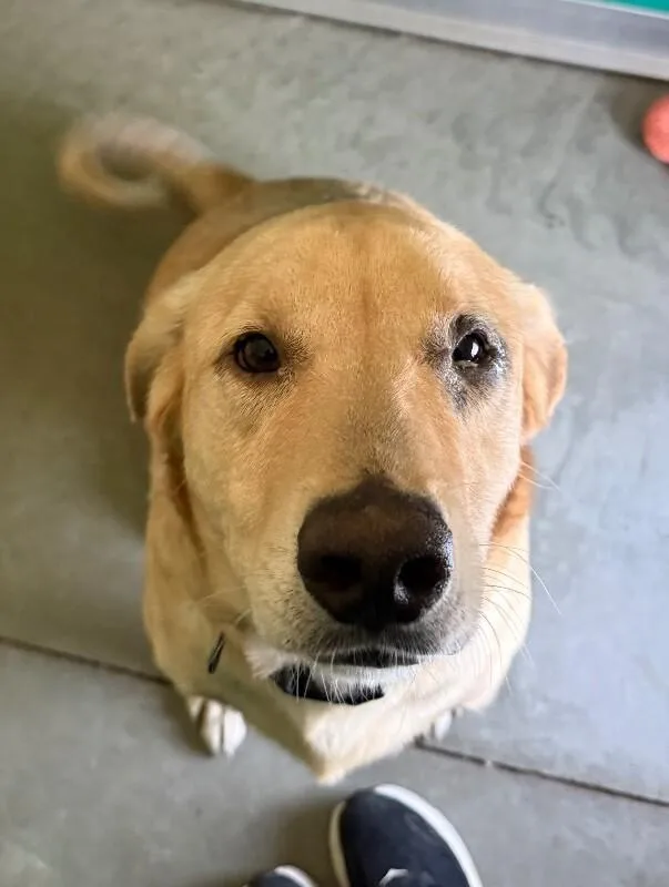 An adult large-sized male Labrador Retriever dog named Jake for adoption in Yankton, SD