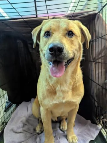 An adult large-sized female Mixed Breed dog named Fanny Brice for adoption in Pensacola, FL