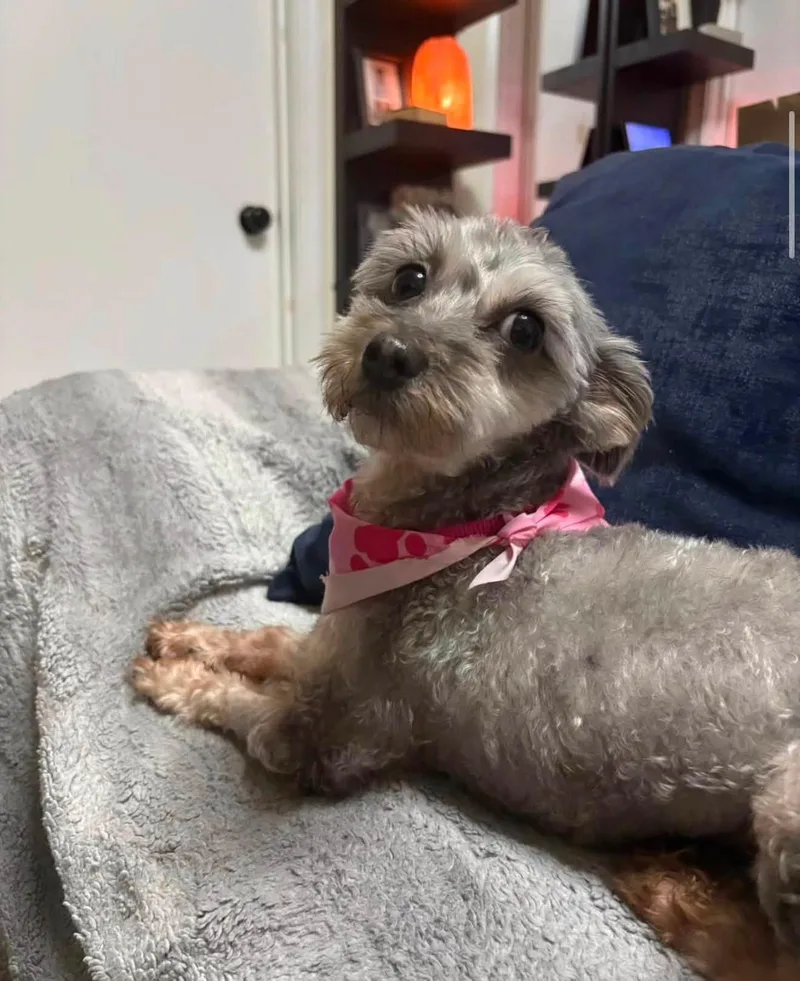 An adult small-sized female Yorkshire Terrier dog named Chiqi for adoption in New York, NY