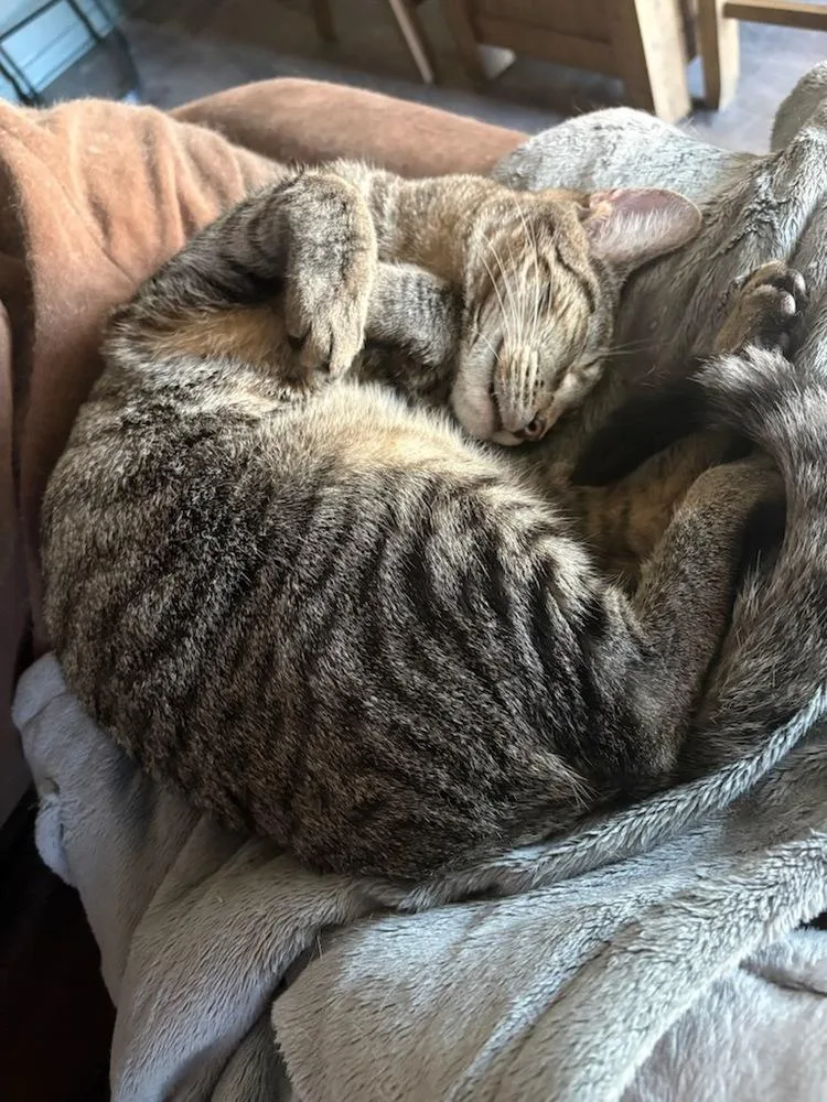 A young medium-sized male Domestic Short Hair cat named Boolean for adoption in Kinston, NC