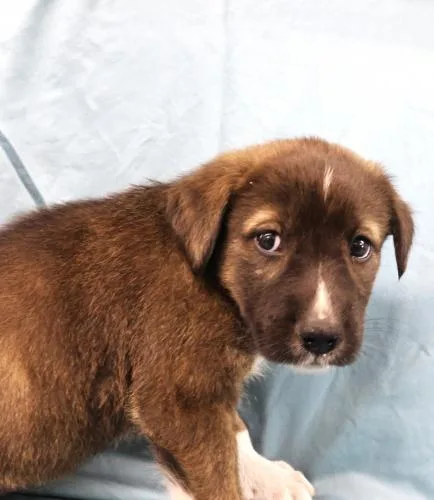 A baby medium-sized female Shepherd dog named Fizzle for adoption in Thief River Falls, MN