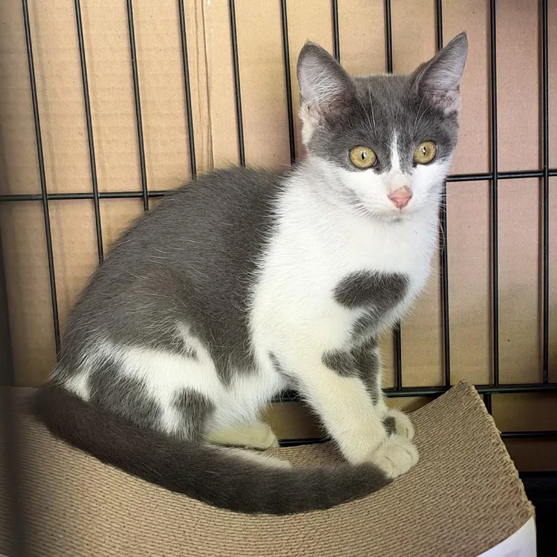 A baby small-sized female Gray / Blue / Silver Domestic Short Hair cat named Pepper for adoption in Long Beach, CA