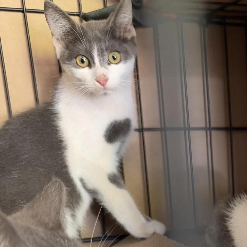 Pepper thumbnail 2