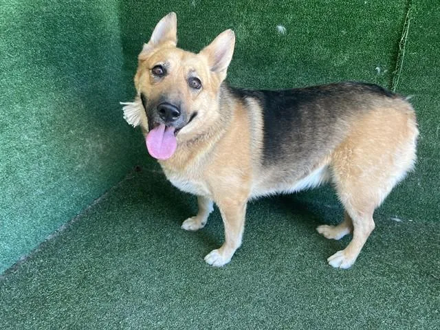 An adult large-sized female German Shepherd Dog dog named Victoria for adoption in Lancaster, CA