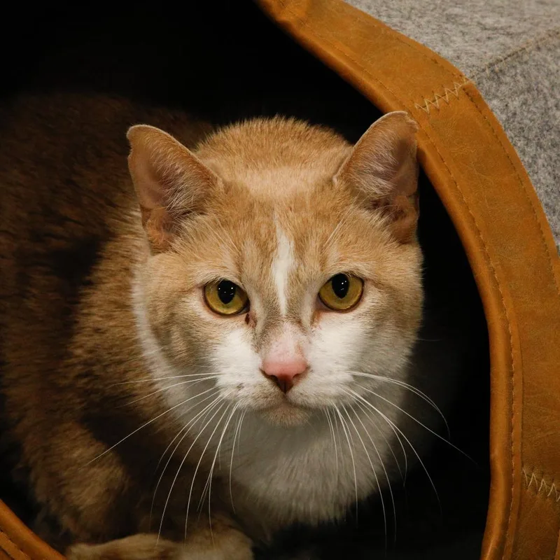 A senior extra large-sized male Domestic Short Hair cat named Paul for adoption in Tampa, FL
